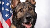 It's Military Working Dog official picture day