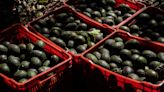 U.S. Suspends Mexico Avocado Shipments