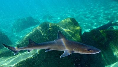 Quem precisa de machos? Fêmeas de tubarões têm filhotes sozinhas na Itália