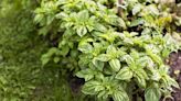 10 Pest-Repelling Herbs That Make Great Companion Plants