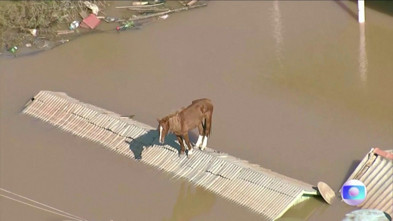 Watch: Horse stranded on rooftop by floods in Brazil rescued by firefighters