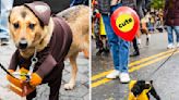 21 Dogs Who Already Won Best Costume For Halloween