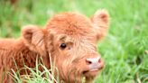 Mini Cow Stares in Confusion After Discovering His Own Reflection