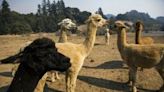 Bird flu detected in alpacas in US for the first time | FOX 28 Spokane