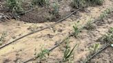 La localidad conquense de Cañada del Hoyo pedirá ayuda tras los "graves daños" causados en el campo por una tormenta