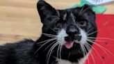 Paddy, el gato con problemas en la lengua que encontró esperanza después de enfrentarse a la muerte