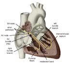 Cardiac conduction system