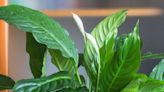 Houseplants that remove dust and toxins from the air