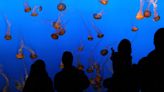 Monterey Bay Aquarium announces free admission program for low-income families