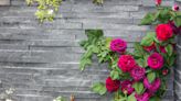 Are you even watering them right?! 5 easy hacks to make your roses look better - expert advice for beautiful blooms