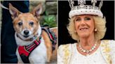 Queen Camilla Honors Her 2 Rescue Dogs With Special Coronation Detail