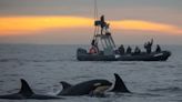 Orcas are attacking ships again. Here’s a history of the practice.