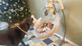 After Jealous Streak, Family Dog Helps as 'Nanny' to Newborn Twins