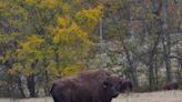 Going once, going twice: Why is there a public bison auction at Land Between the Lakes?