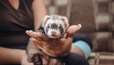 Are Ferrets Good Pets? What You Need to Know