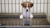 Puppy Euthanized by Mistake in California Shelter Sparks Outrage