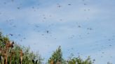 Billions of Dragonflies Swarm Horrified Beachgoers in Rhode Island