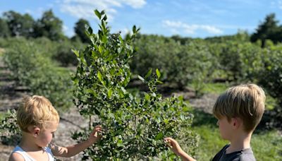 Blueberry season is earlier than ever. Here some local farms where you can pick your own