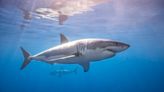 How sharks sense 'bad' weather coming, and where they go to hide