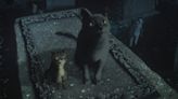 Holy cats! Netflix's dark fantasy series 'The Sandman' drops surprise bonus episode for fans