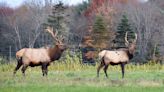 General elk season starts Monday in northcentral Pennsylvania for 72 hunters