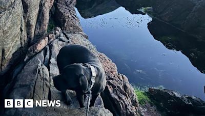 Dog missing for a week rescued on cliff edge in Highlands