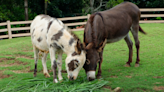 New Donkey Foal Is Almost As Big As Mom & People Can't Believe It