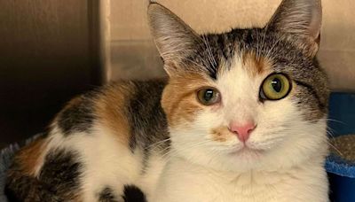 Cat with Different-Sized Eyes Wants a Home That Loves Her Look: 'That's That Me Espresso!'