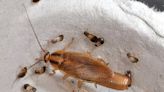 A pest of our own making: Revealing the true origins of the not-so-German cockroach