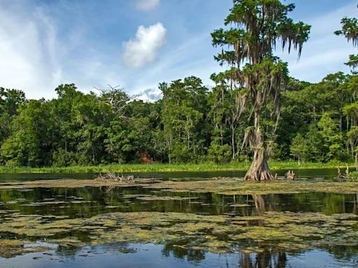 El manantial de agua dulce más grande del planeta se encuentra en Florida