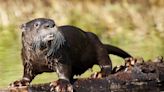 An otter unleashed a 'rare' attack on 3 women who were tubing on a Montana river, wildlife officials say