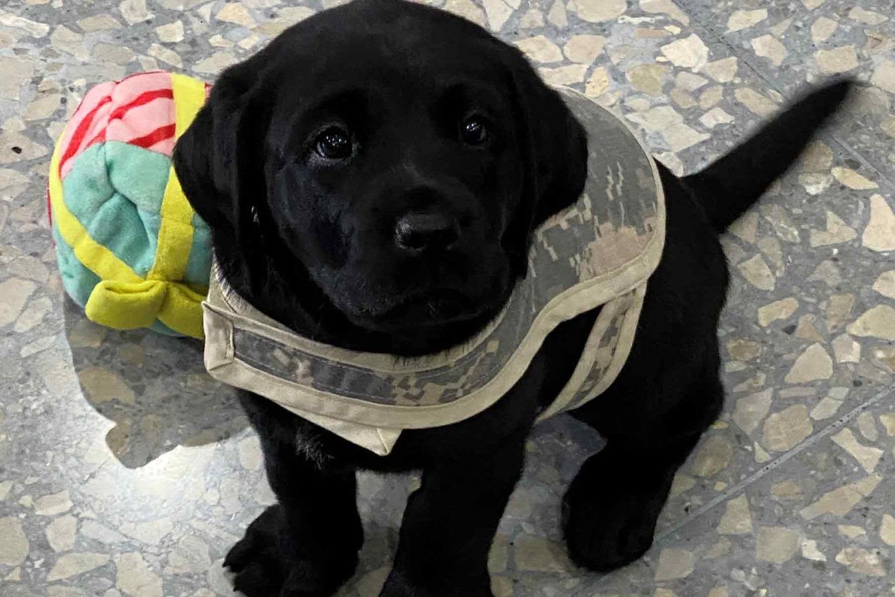 Power of Puppies: Advocates Promote Canine Care to Treat Veterans' Mental Health Conditions
