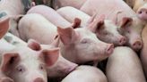 Pigs and human organs: The groundbreaking study setting the science world alight
