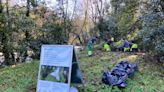 Red Cambera busca voluntarios para eliminar plantas invasoras en el río Asón