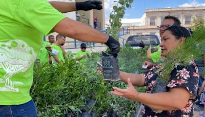 Dona Estado 3 mil árboles y plantas en la ciudad