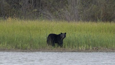 Nine family members infected with parasite after eating bear meat: CDC