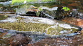 Vitamin discovered in rivers may offer hope for salmon