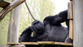 Genes que tornaram pênis dos gorilas pequenos podem tornar homens inférteis