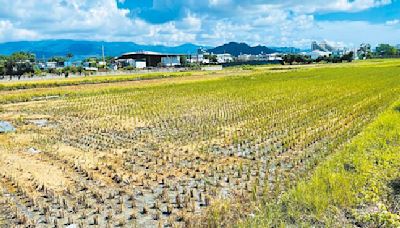 高溫少雨 台東縱谷2期稻分區輪灌 - 地方新聞