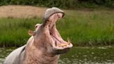 Moment Angry Hippo Attacks Boat in Harrowing Video Is Wild