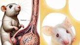 An AI-generated rat with a giant penis highlights a growing crisis of fake science that's plaguing the publishing business
