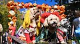 Rain on Tompkins Square Halloween Dog Parade Won’t Dampen the Day