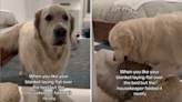 Watch "particular" dog's tantrum after housekeeper dared fold his blanket