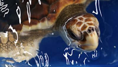 Turtles rescued after being swept into UK waters released by Royal Navy warship | ITV News