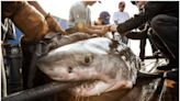 A great white shark nicknamed Anne Bonny, after the pirate, skirts Jersey coast
