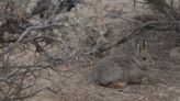 WDFW continues pygmy rabbit management