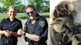 West Fargo police officers rescue 8 ducklings from storm drain