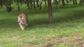 Tiger Inches Closer And Closer Every Time This Man Turns His Back