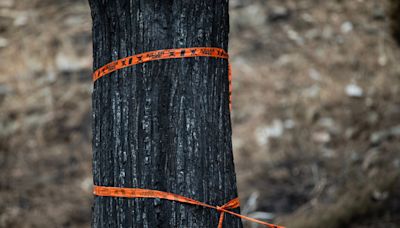 Wildfires in Oregon set new record for acres burned, even before fire season reaches usual peak period