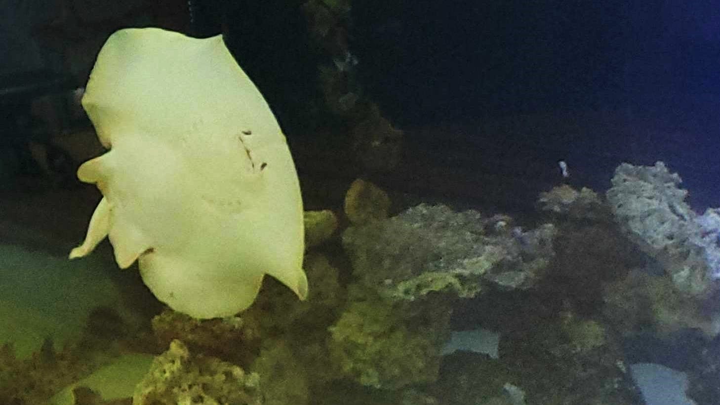 Still pregnant: Charlotte the stingray has not had 'miracle' birth as fans grow impatient